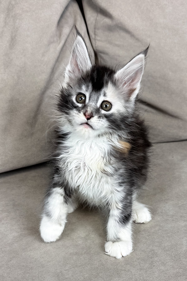 Italy | Maine Coon Kitten