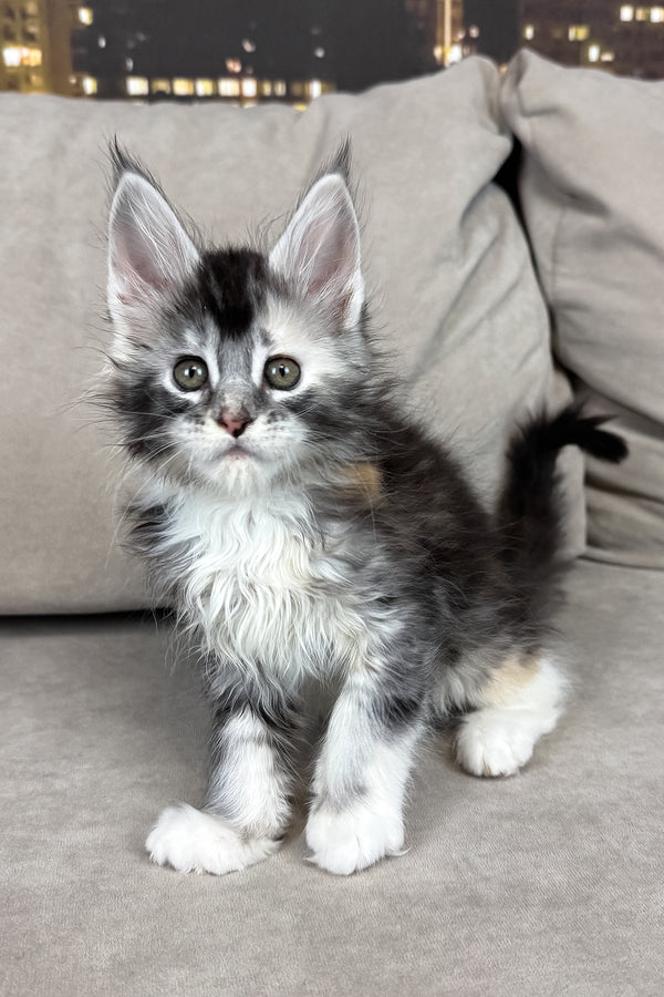 Italy | Maine Coon Kitten