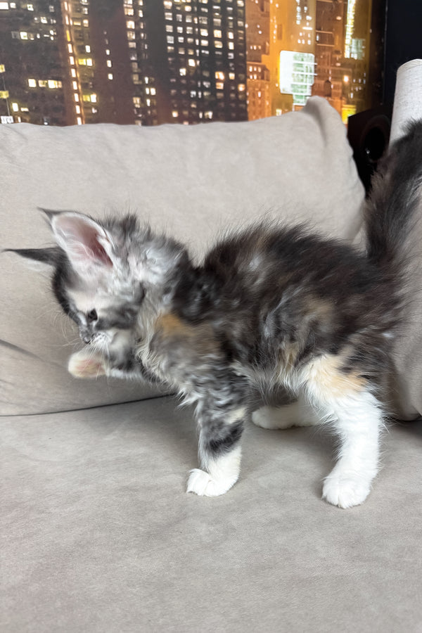 Italy | Maine Coon Kitten