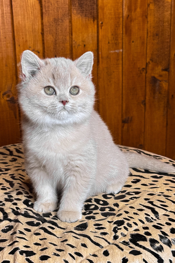 Ivetta | British Shorthair Kitten
