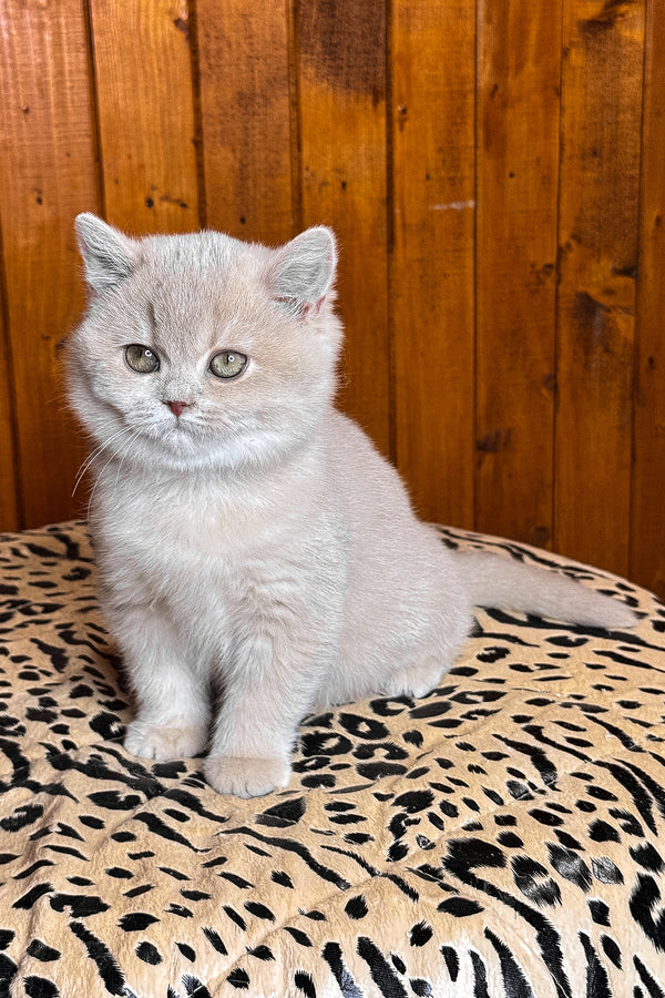 Ivetta | British Shorthair Kitten