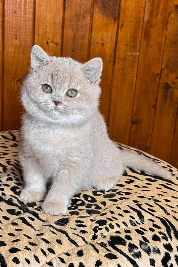Ivetta | British Shorthair Kitten