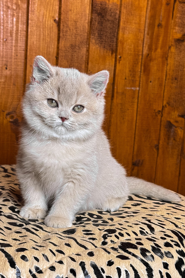 Ivetta | British Shorthair Kitten