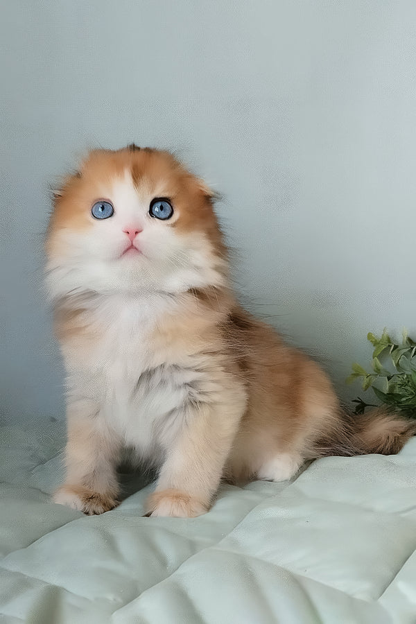 Ivona | Scottish Fold Longhair Kitten