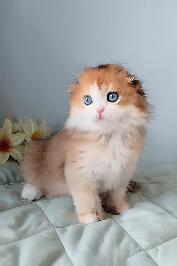 Ivona | Scottish Fold Longhair Kitten