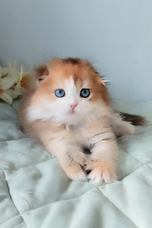 Ivona | Scottish Fold Longhair Kitten