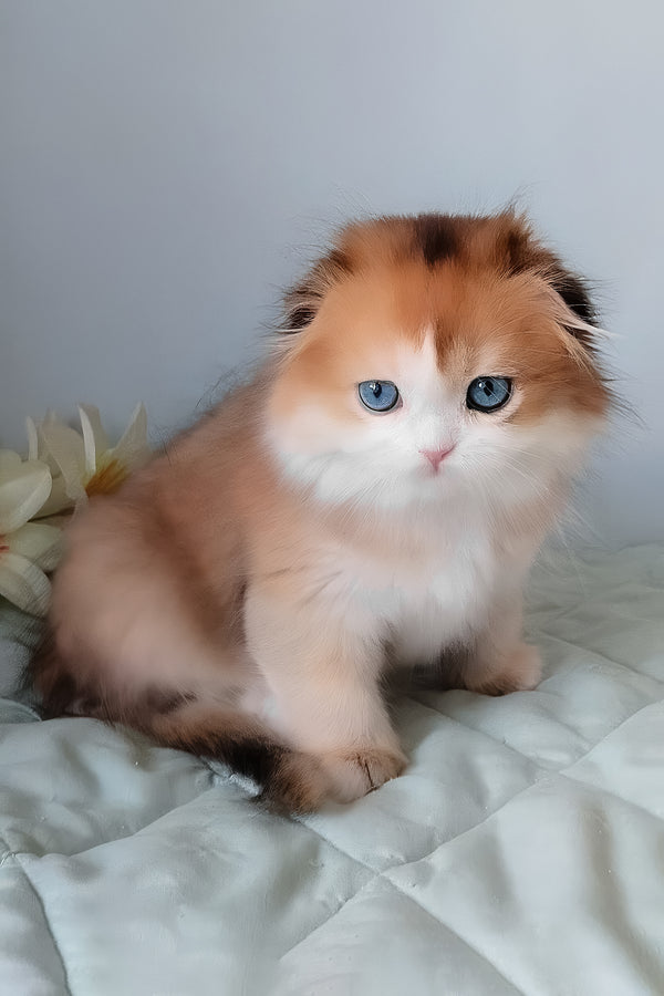 Ivona | Scottish Fold Longhair Kitten