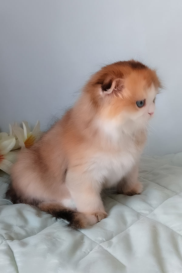 Ivona | Scottish Fold Longhair Kitten