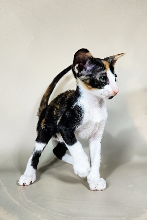 Ivy | Oriental Shorthair Kitten