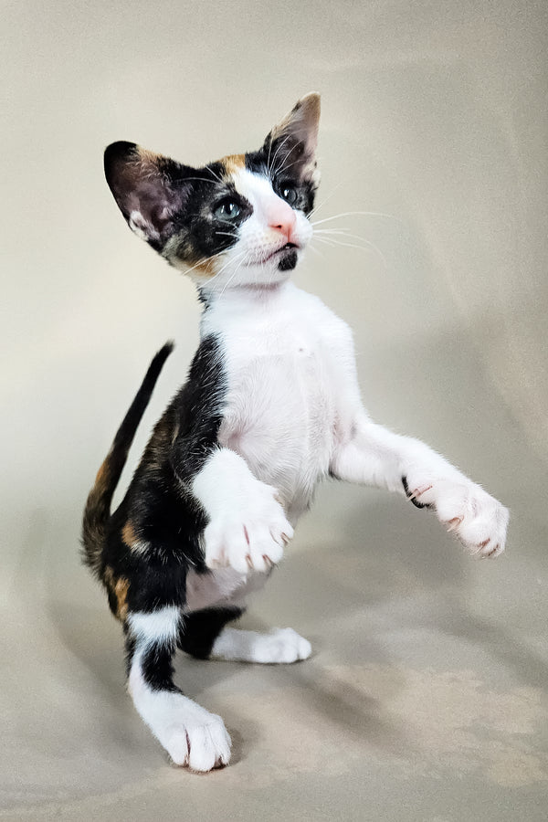 Ivy | Oriental Shorthair Kitten