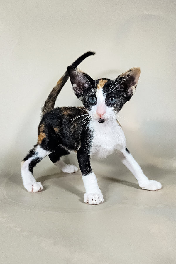 Ivy | Oriental Shorthair Kitten