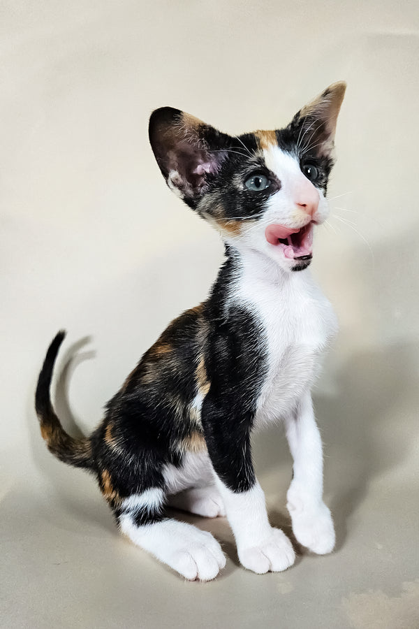 Ivy | Oriental Shorthair Kitten