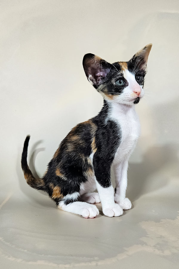 Ivy | Oriental Shorthair Kitten