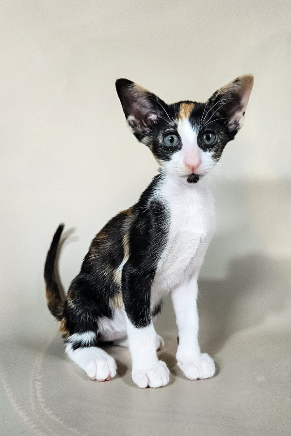 Ivy | Oriental Shorthair Kitten