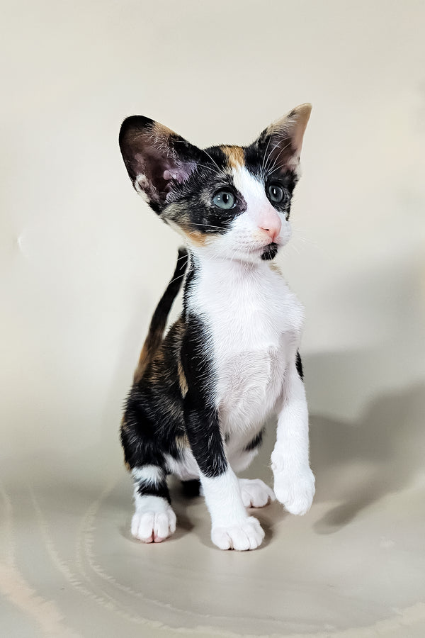 Ivy | Oriental Shorthair Kitten