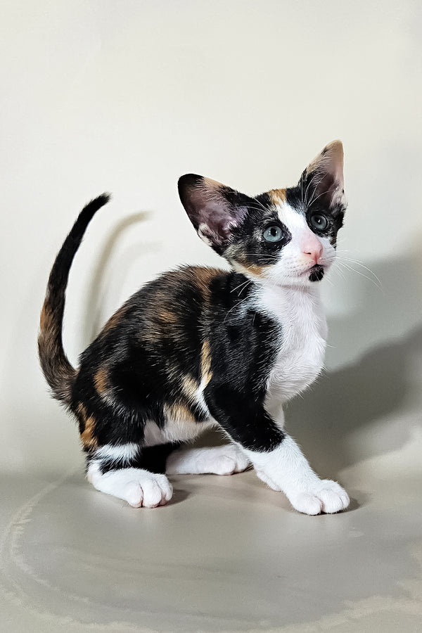 Ivy | Oriental Shorthair Kitten