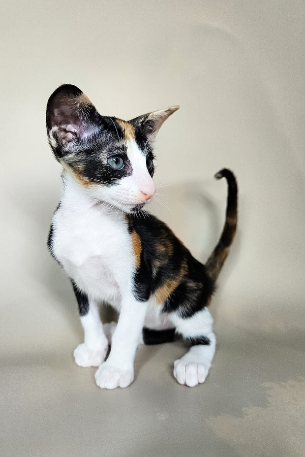 Ivy | Oriental Shorthair Kitten