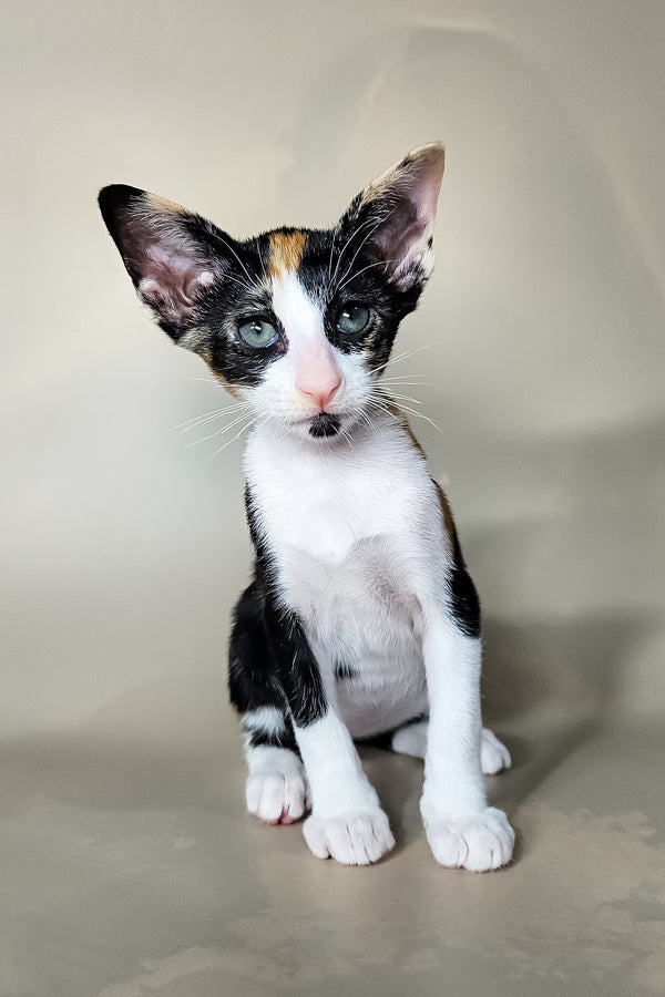 Ivy | Oriental Shorthair Kitten