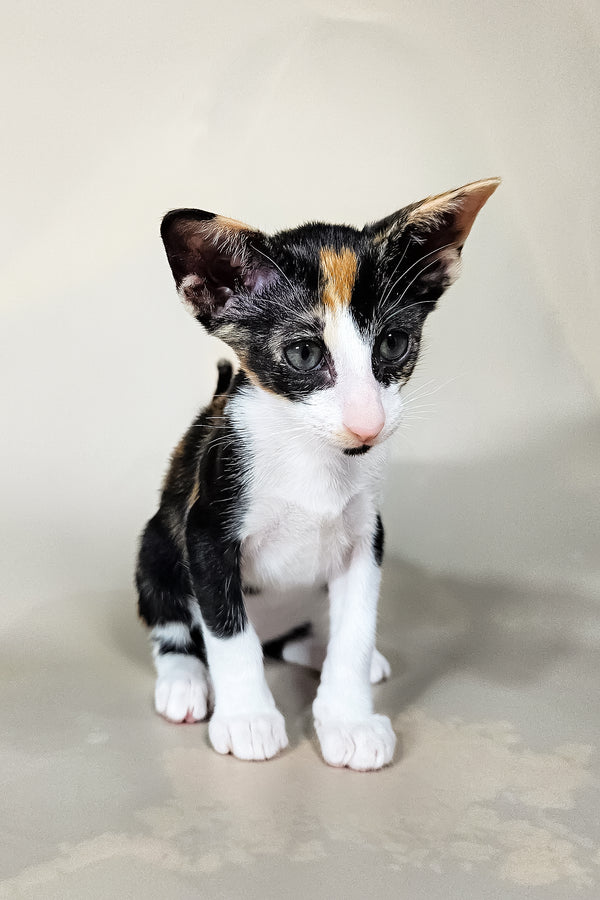 Ivy | Oriental Shorthair Kitten