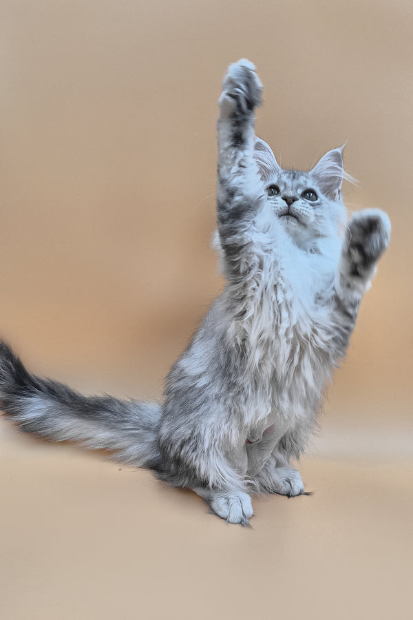 Izi | Maine Coon Kitten