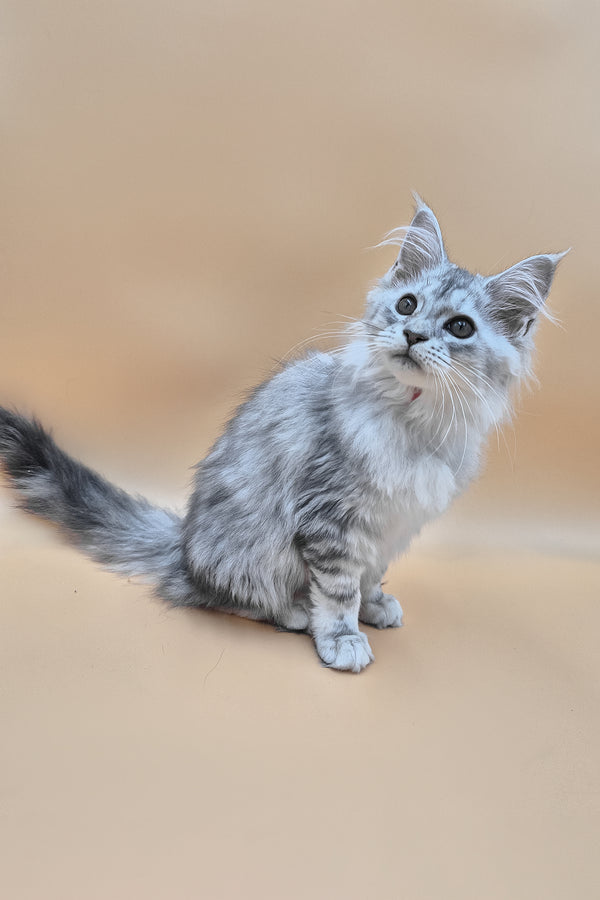 Izi | Maine Coon Kitten