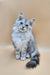 Izi | Maine Coon Kitten