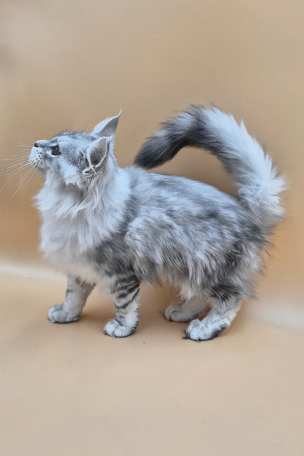 Izi | Maine Coon Kitten