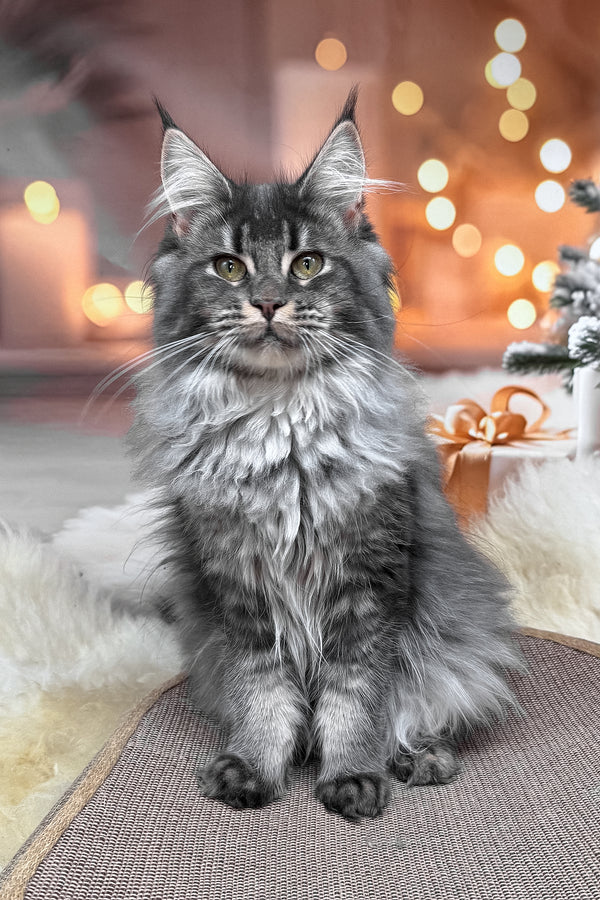 Jakob | Maine Coon Kitten