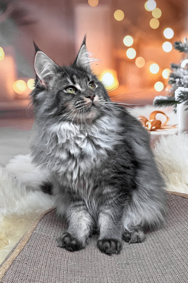 Jakob | Maine Coon Kitten