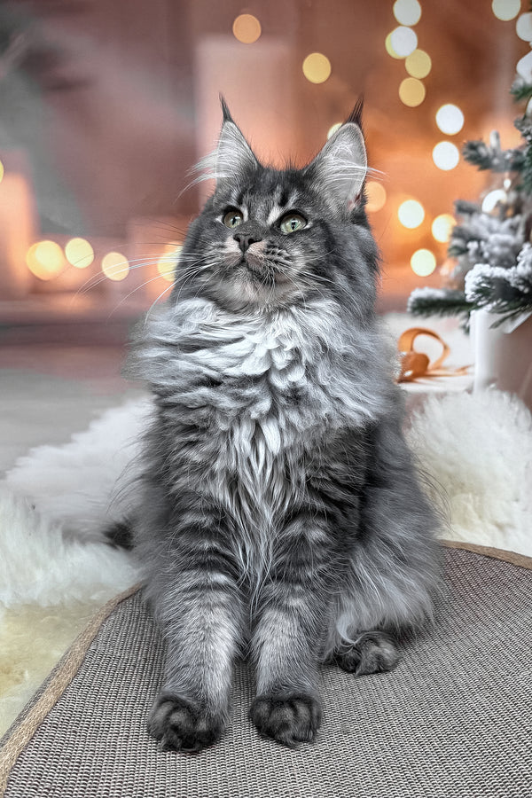 Jakob | Maine Coon Kitten