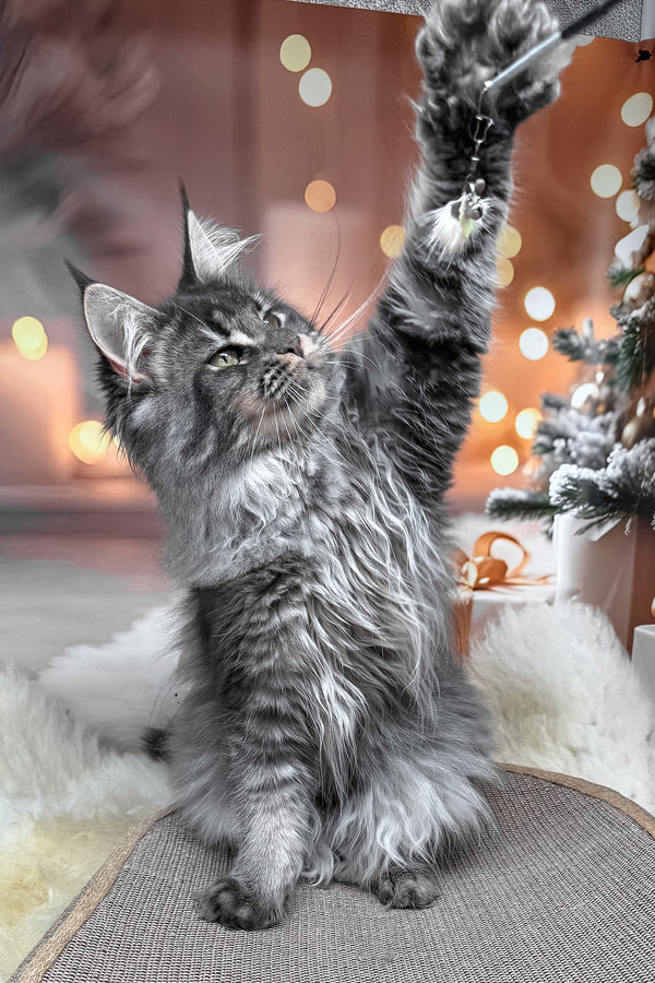 Jakob | Maine Coon Kitten