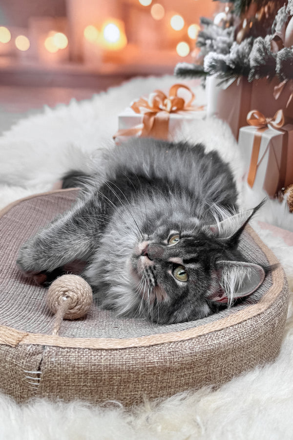 Jakob | Maine Coon Kitten