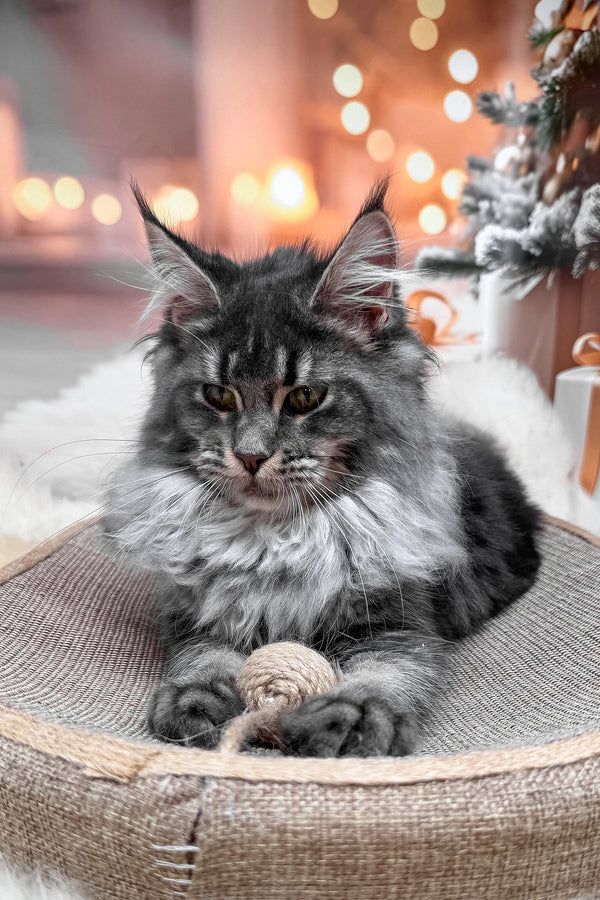 Jakob | Maine Coon Kitten