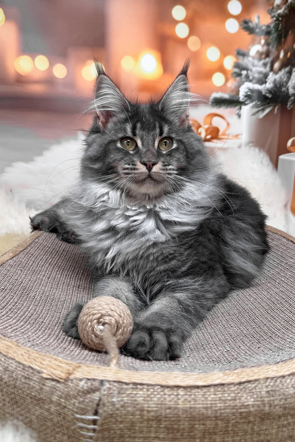 Jakob | Maine Coon Kitten