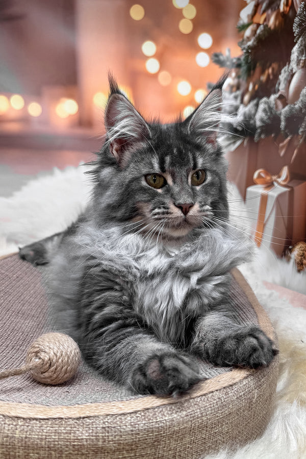 Jakob | Maine Coon Kitten