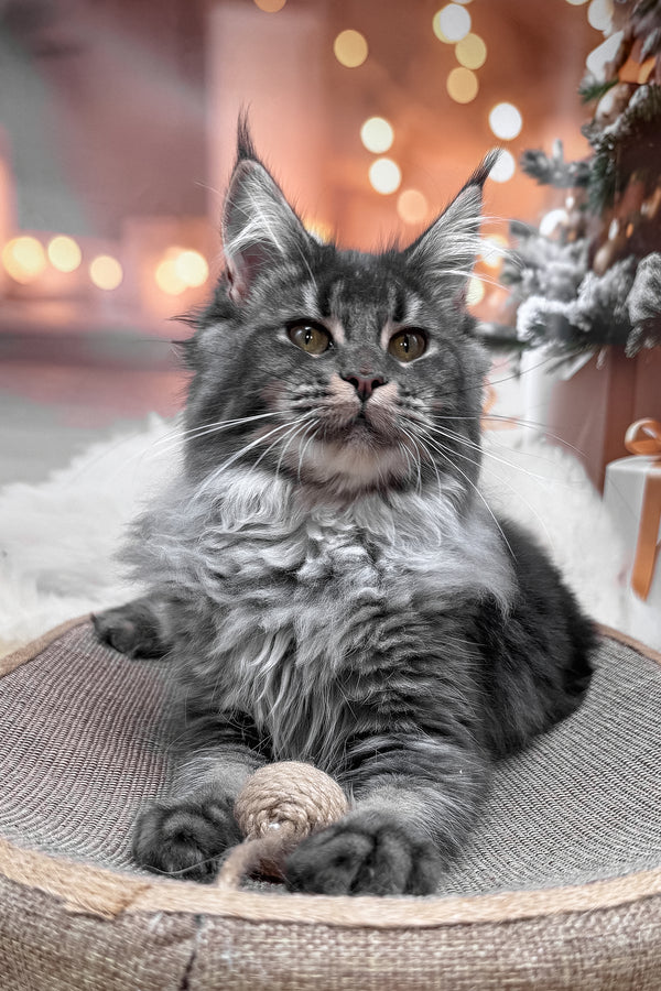 Jakob | Maine Coon Kitten