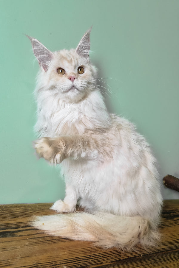 Jenny | Maine Coon Kitten
