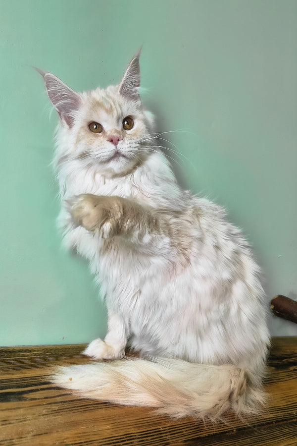 Jenny | Maine Coon Kitten