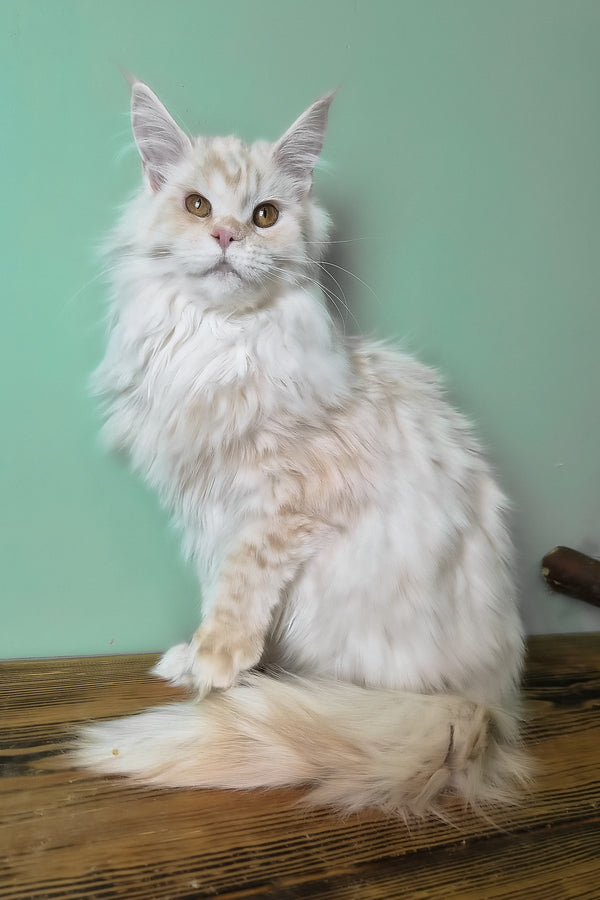 Jenny | Maine Coon Kitten