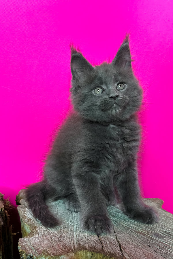 Joker | Maine Coon Kitten