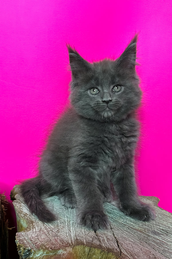 Joker | Maine Coon Kitten