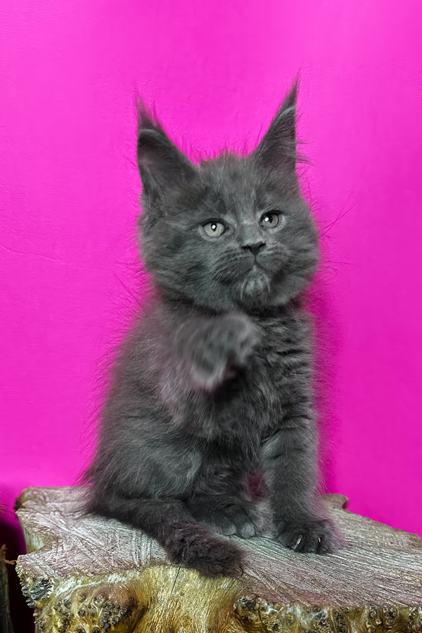 Joker | Maine Coon Kitten
