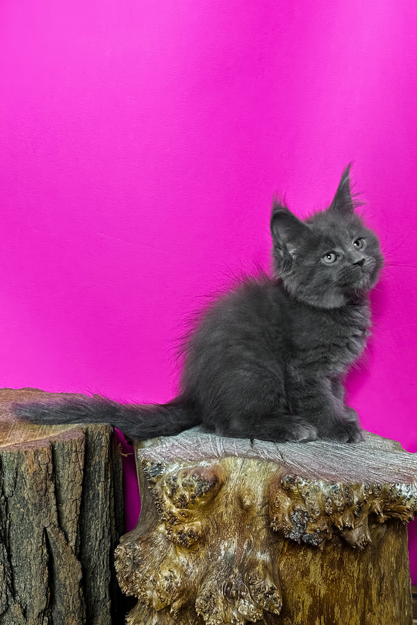 Joker | Maine Coon Kitten