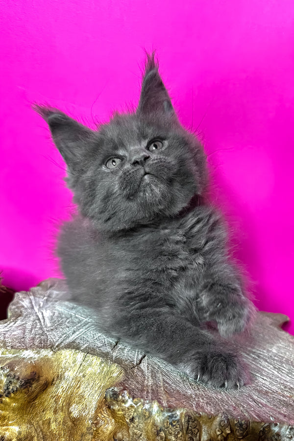 Joker | Maine Coon Kitten