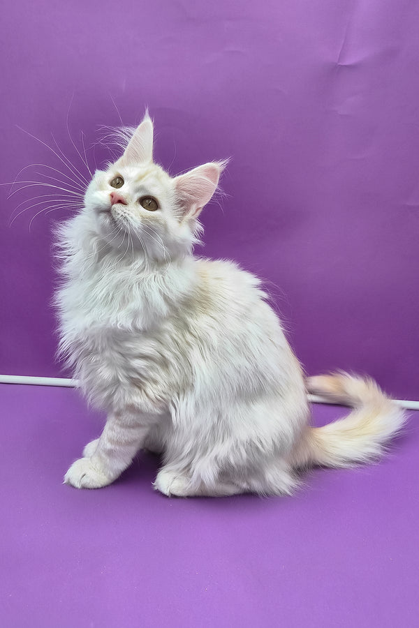 Joly | Maine Coon Kitten