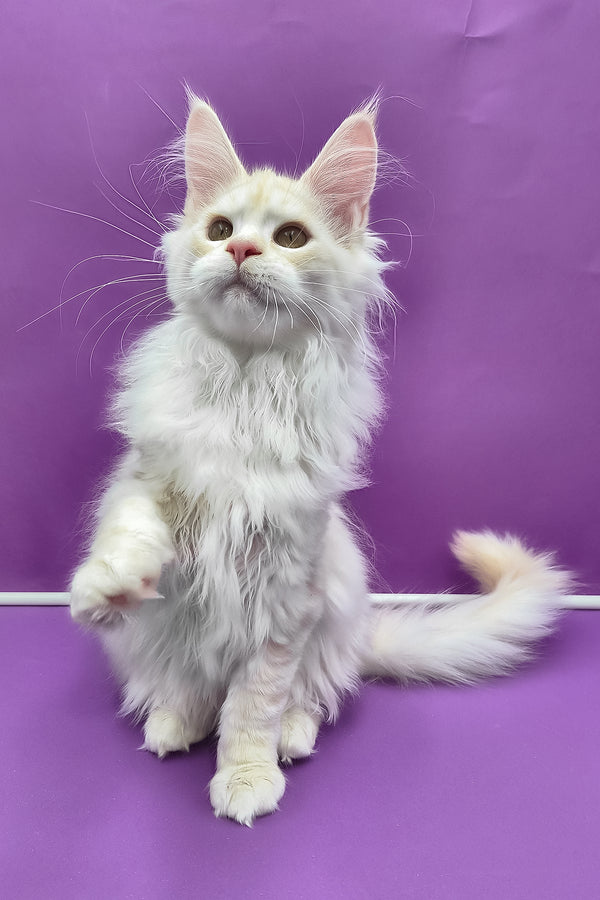 Joly | Maine Coon Kitten