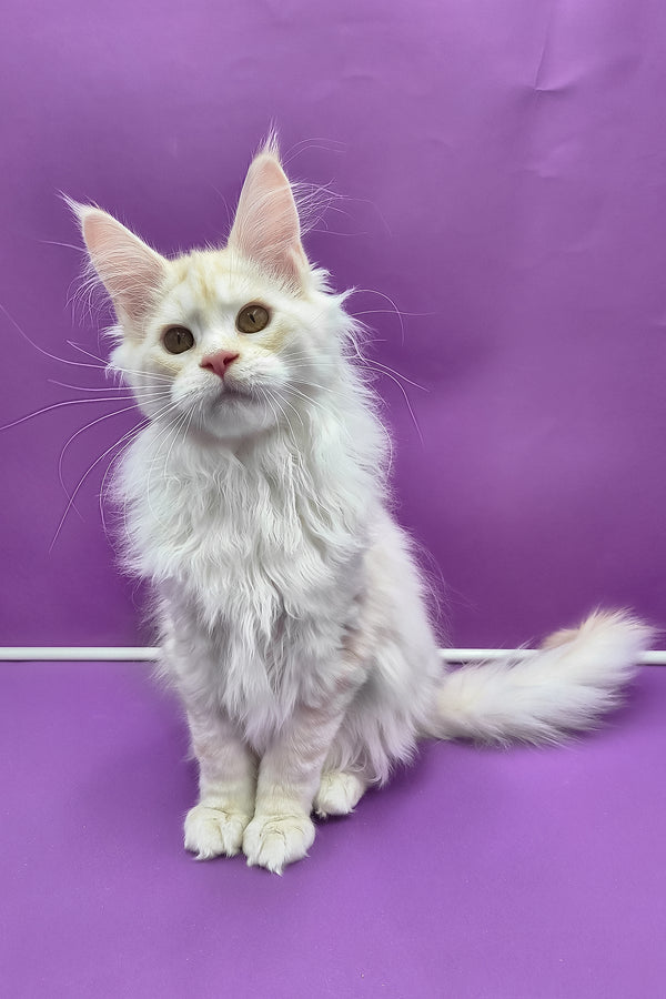 Joly | Maine Coon Kitten