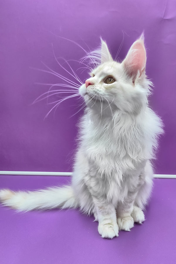 Joly | Maine Coon Kitten