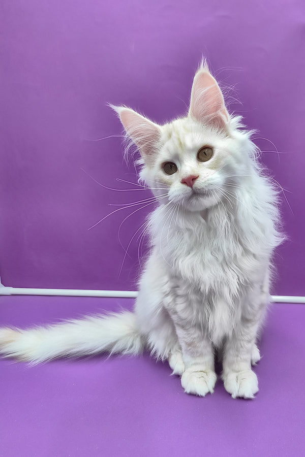 Joly | Maine Coon Kitten