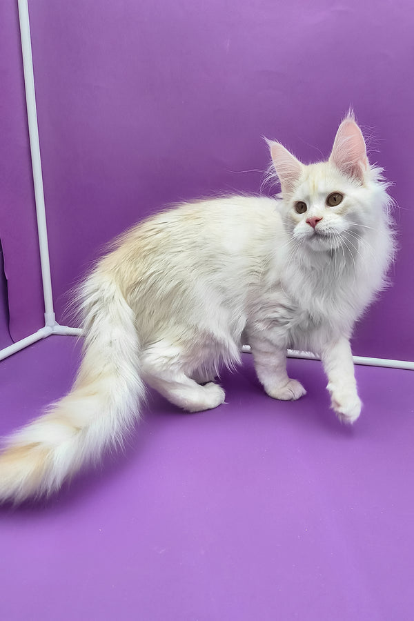 Joly | Maine Coon Kitten